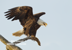 A Bald Eagle showing dominance #EG054