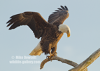 Magnificent Bald Eagle - #EG061