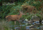 Red Deer Stag crossing a stream - #DR040