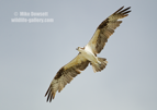 An Osprey in flight - #OS048