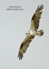 An Osprey in flight - #OS047