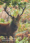 The boss, Red Deer Stag - #DR014