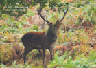 Dominance of the Red Deer Stag - #DR015