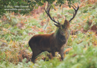 'The' dominant Red Deer male Stag with headgear - #DR010
