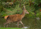 Juvenile Red Deer crossing a stream - #DR009