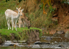 Fallow Deer fawns by a river - #DR008