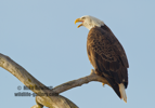 A Bald Eagle calling to its mate #EG057