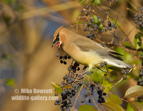 Cedar Waxwing eating berries - #GB108