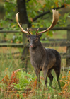 A big dark Fallow Deer Stag - #DR013