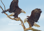A Pair of Bald Eagles #EG052