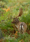 Fallow Stag in the bracken - #DR012