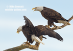 A pair of American Bald Eagles - #EG060