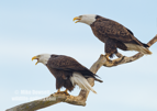 Two Bald Eagles calling across the river - #EA065