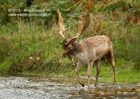 Fallow Deer Stag crossing a river - #DR011