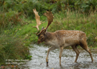 Fallow Deer Stag crossing a river - #DR016