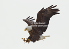 A Bald Eagle pluging into the water from a snow filled sky #EA058