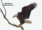 Image of a beautiful Bald Eagle - #EA062