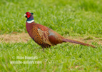 Male Pheasant - #GB132