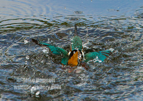 Kingfisher in the deep - #KF124