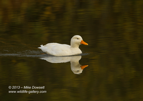 White Mallard in fall - #WB060