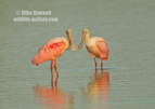 A pair of Roseate Sponbills - #WB080