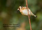 Goldfinch Tummy Shot - #GB068