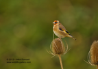 Goldfinch on a teasel - #GB069