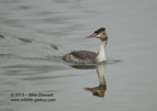 Great Crested Grebe - #WB059