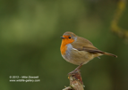 My perch, a UK Robin - #GB072