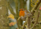 UK Robin - #GB071