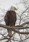 American Bald Eagle, hunting along the Mississippi River, in snow - #EG038