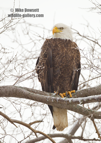 American Bald Eagle, hunting along the Mississippi River, in snow - #EG047