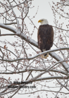 American Bald Eagle, hunting along the Mississippi River, in snow - #EG046