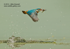 Female Kingfisher in flight after catching a fish - #KF113