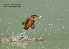 Kingfisher exploading from the water with a fish - #KF101