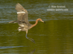 Reddish Egret landing in the lake - #WB079
