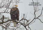 American Bald Eagle, hunting along the Mississippi River, in snow - #EG042
