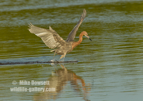 A Reddish Egret dancing to catch fish - #WB082