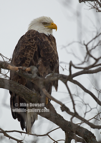 American Bald Eagle, hunting along the Mississippi River, in snow - #EG043