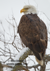 American Bald Eagle, hunting along the Mississippi River, in snow - #EG044