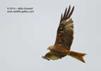 Red Kite in the Oxfordshire sky - #RK024
