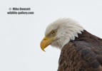 A close up of a wild American Bald Eagle - #EG035