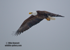Bald Eagle iin flight, with food in its talons - #EG051