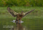 Mallard Duck landing - #WB071