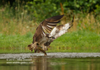 An Osprey with a trout in flight - #OS042
