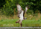 An Osprey with a trout from a Scottish Loch - #OS035
