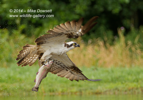 An Osprey with a trout in flight - #OS041