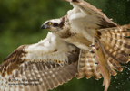 A close-up of an Osprey with a trout #OS037