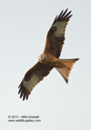 Red Kite in flight - #RK033