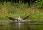 An Osprey with a trout about to leave a Scottish Loch - #OS033